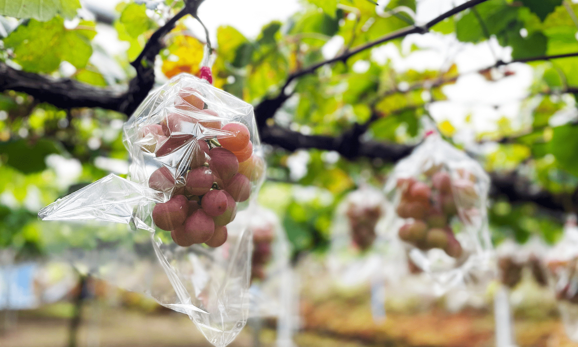 葡萄10種類「よしみ観光農園」