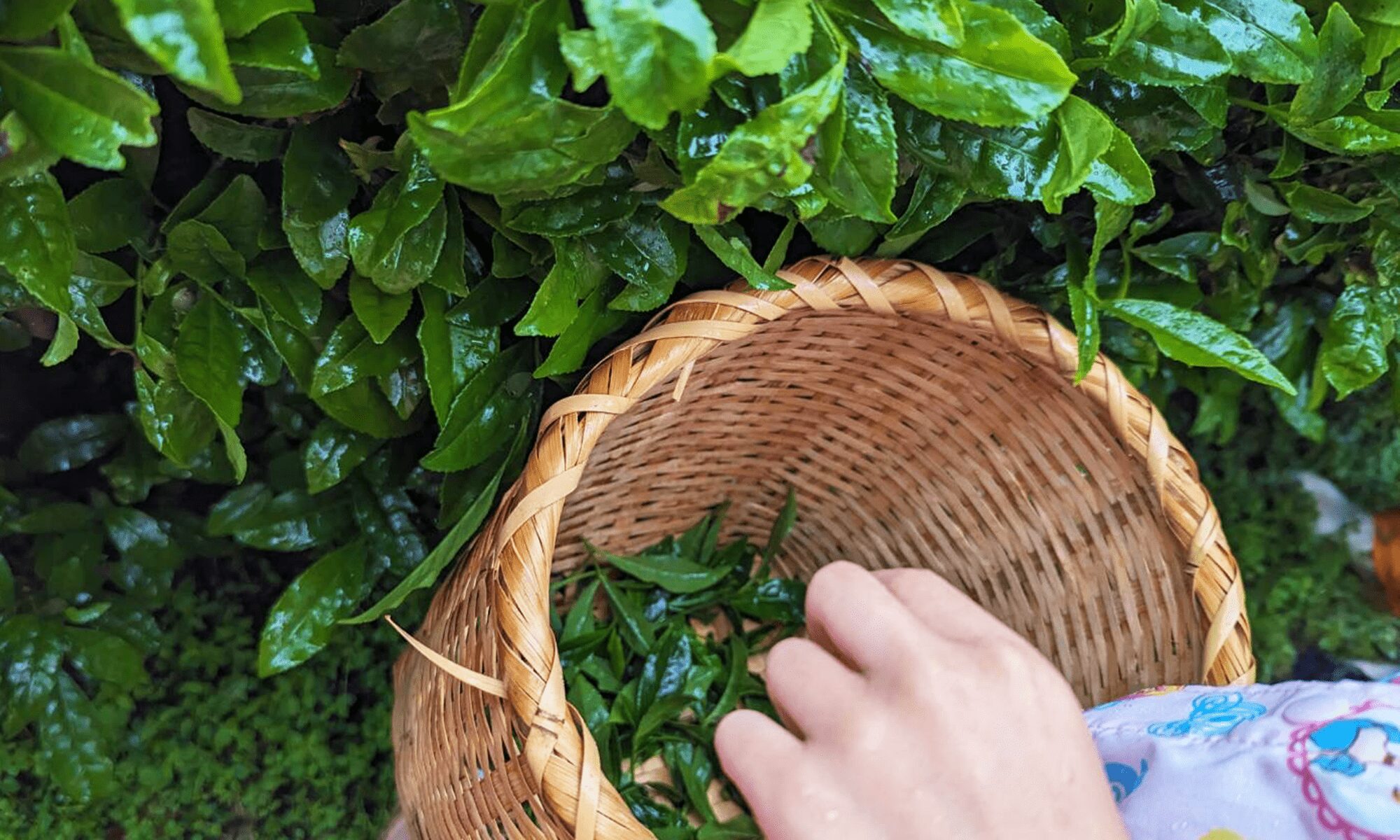 今年もやってきたヘンタ製茶の「茶摘み体験」