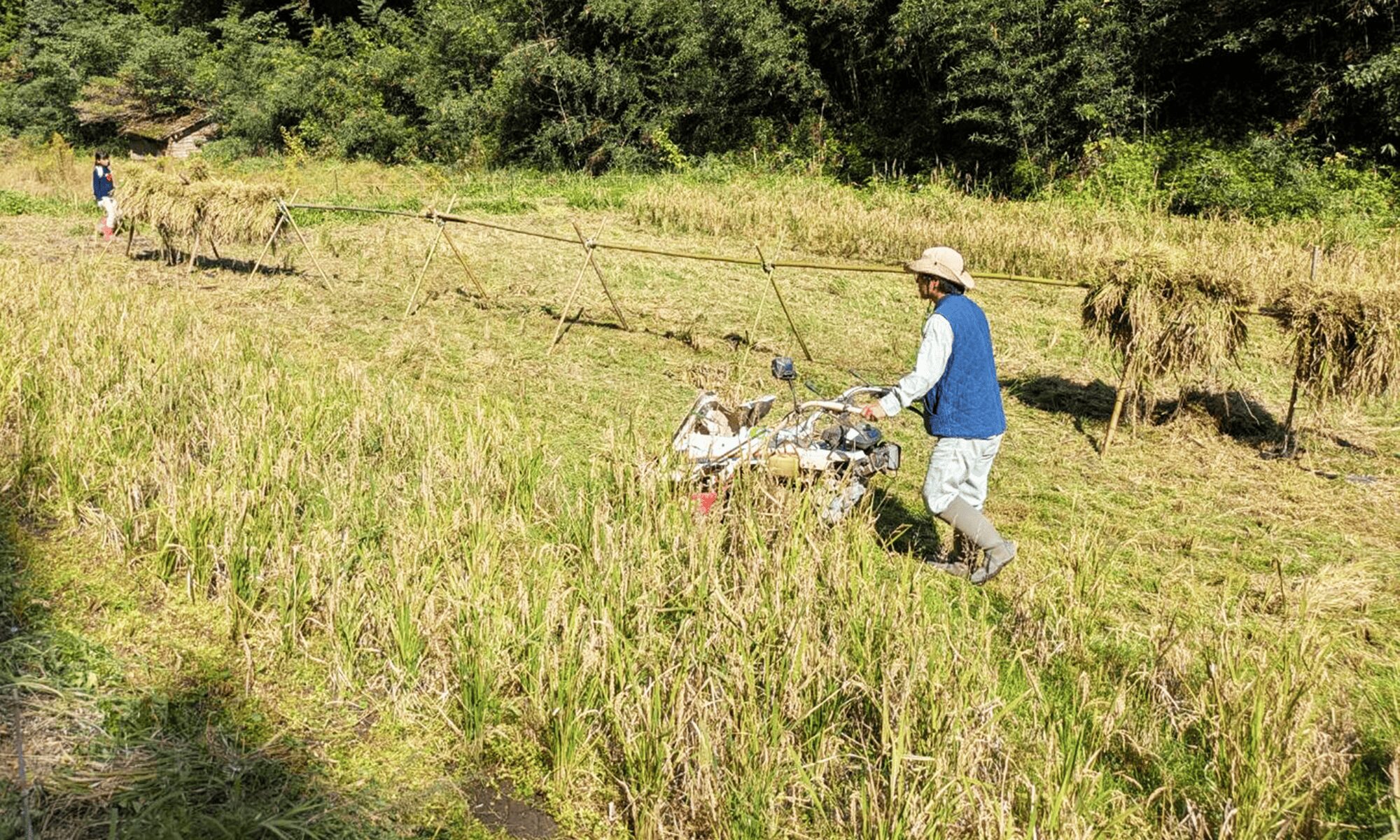 稲刈り!「田んぼプロジェクト3」